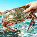 Large blue swimming crab held above clear seawater